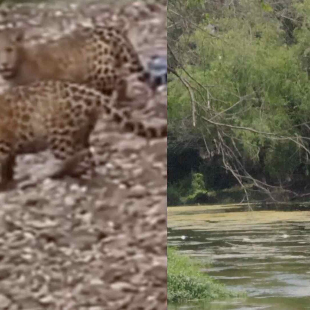 Captan Jaguares en la Huasteca Potosina