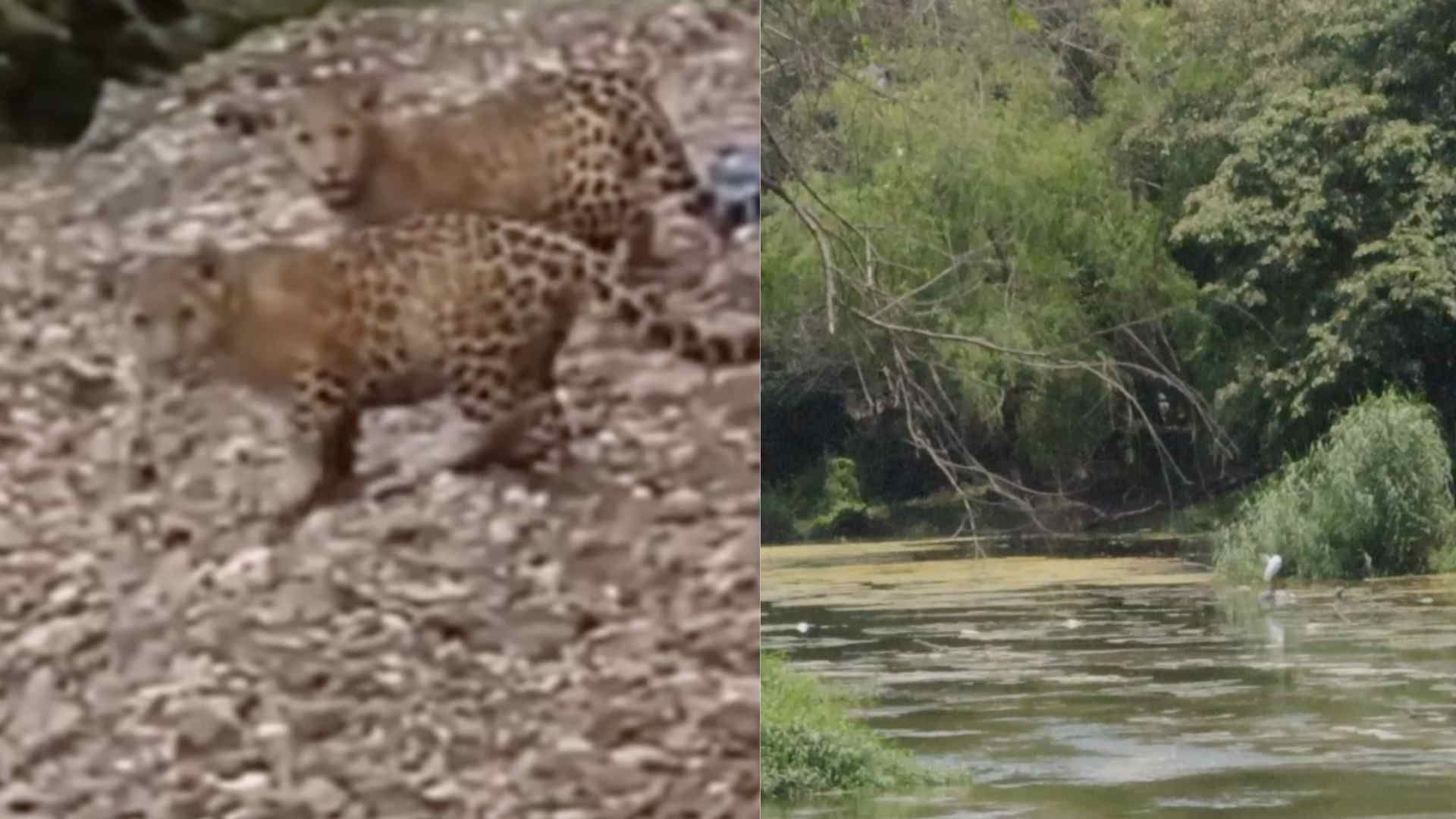Captan Jaguares en la Huasteca Potosina