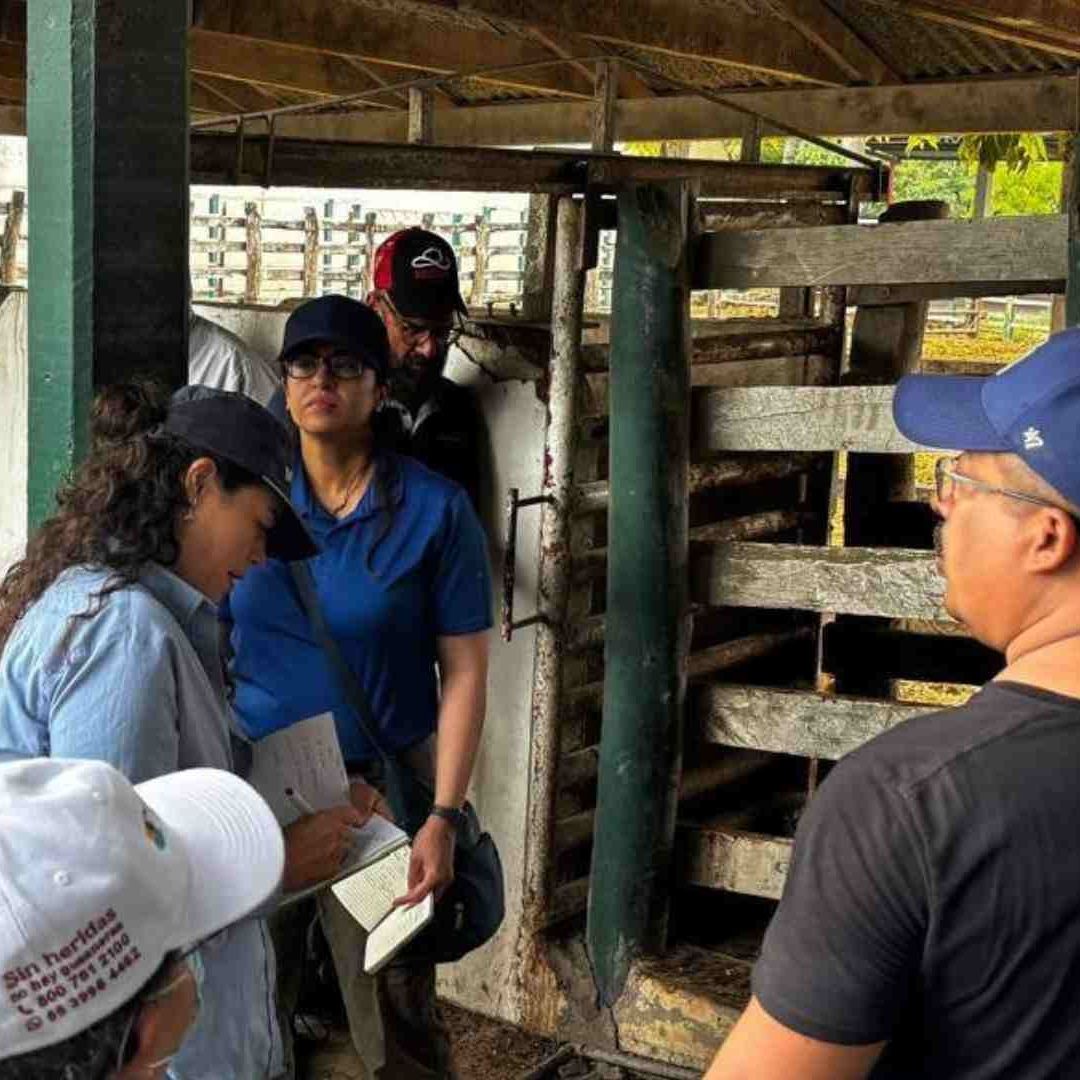 Gusano Barrenador ya Registra 10 Casos en SLP