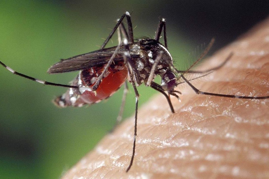 Desarrollan la vacunación de mosquitos como nueva estrategia contra el dengue