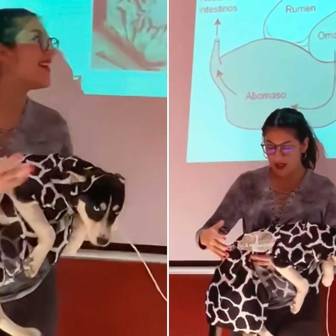Estudiante Disfraza a su Perrita como Vaca Para Exposición