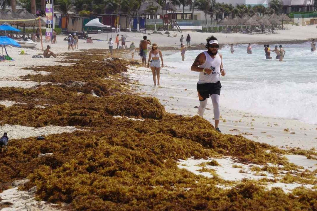 Disminuye 15% la masa de sargazo en Atlántico, algo nunca antes registrado