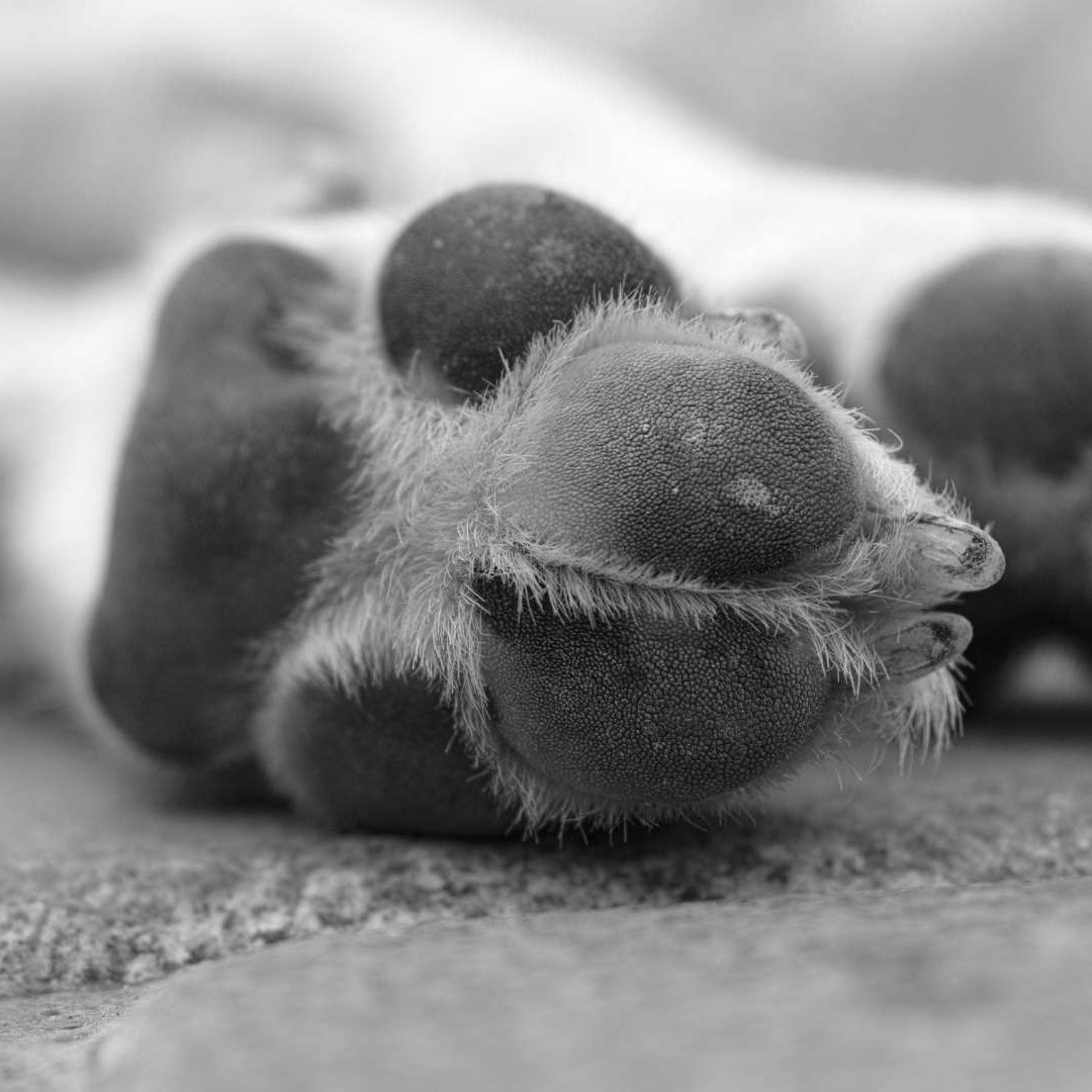 Un Perro Quedó Colgando de la Correa que Tenía Atada al Cuello desde una Azotea en Puebla