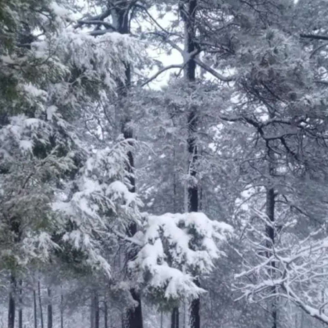 Nieve en Chihuahua. Estos Tres Municipios Ya Registran Nevada Hoy 24 de Enero 2026