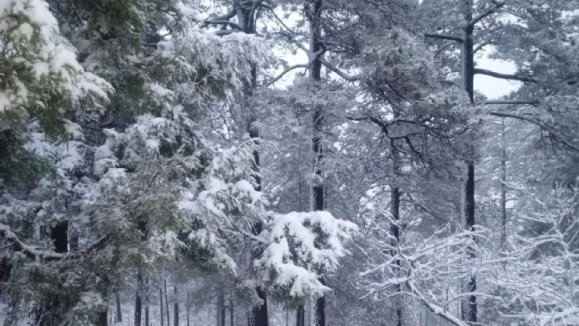 Nieve en Chihuahua. Estos Tres Municipios Ya Registran Nevada Hoy 24 de Enero 2026