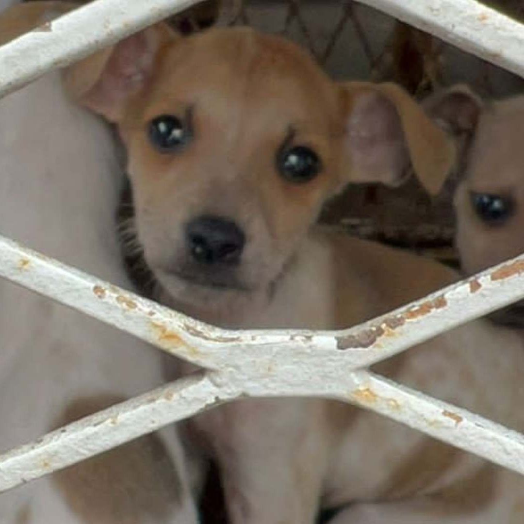 18 lomitos rescatados serán puestos en adopción