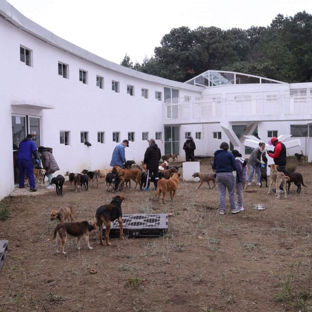 Jueza Ordena Devolver Predio a Refugio Franciscano; Fundación Acusa "Chicanada Legal"