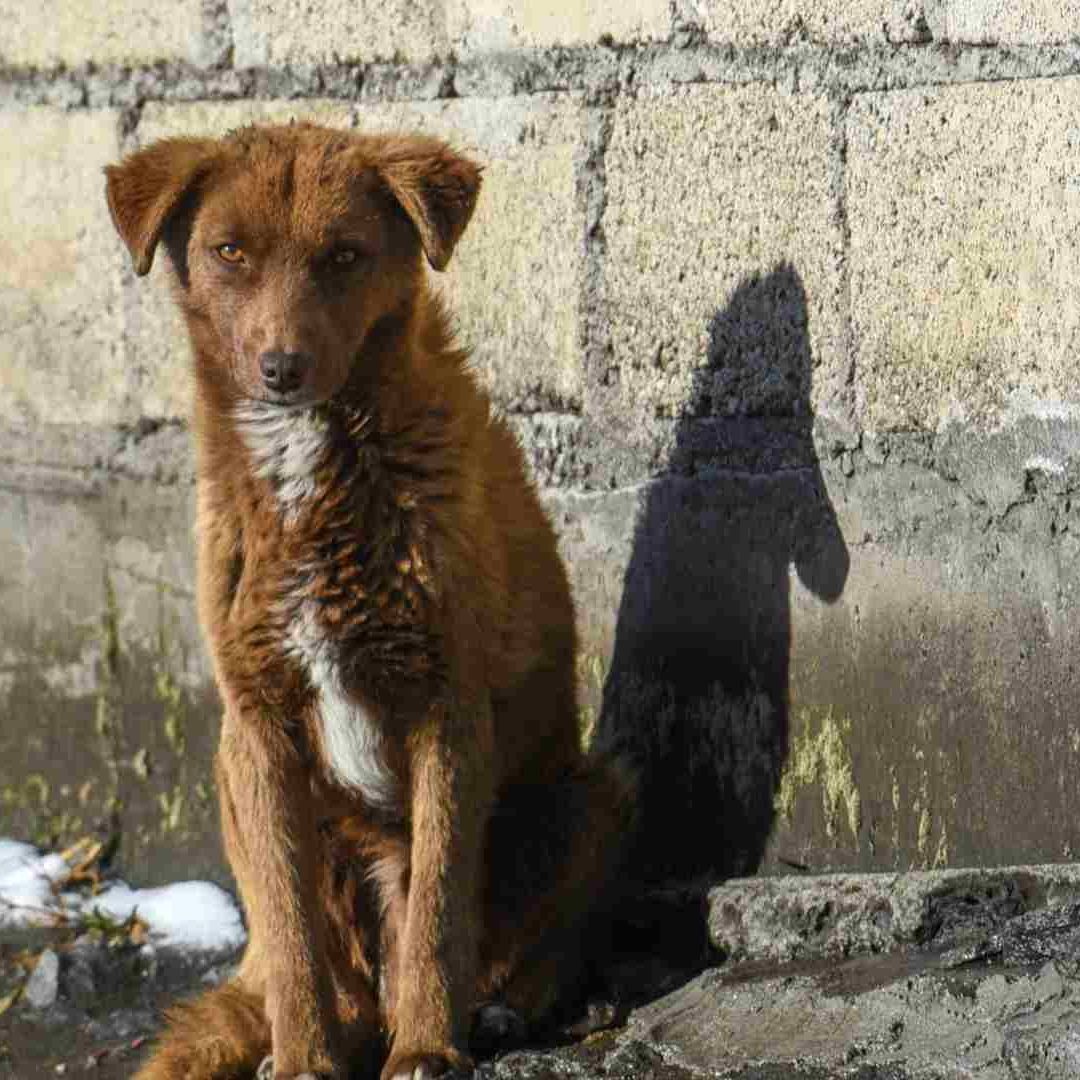 Edomex: Rescatan a 65 Perros Maltratados en Valle de Bravo