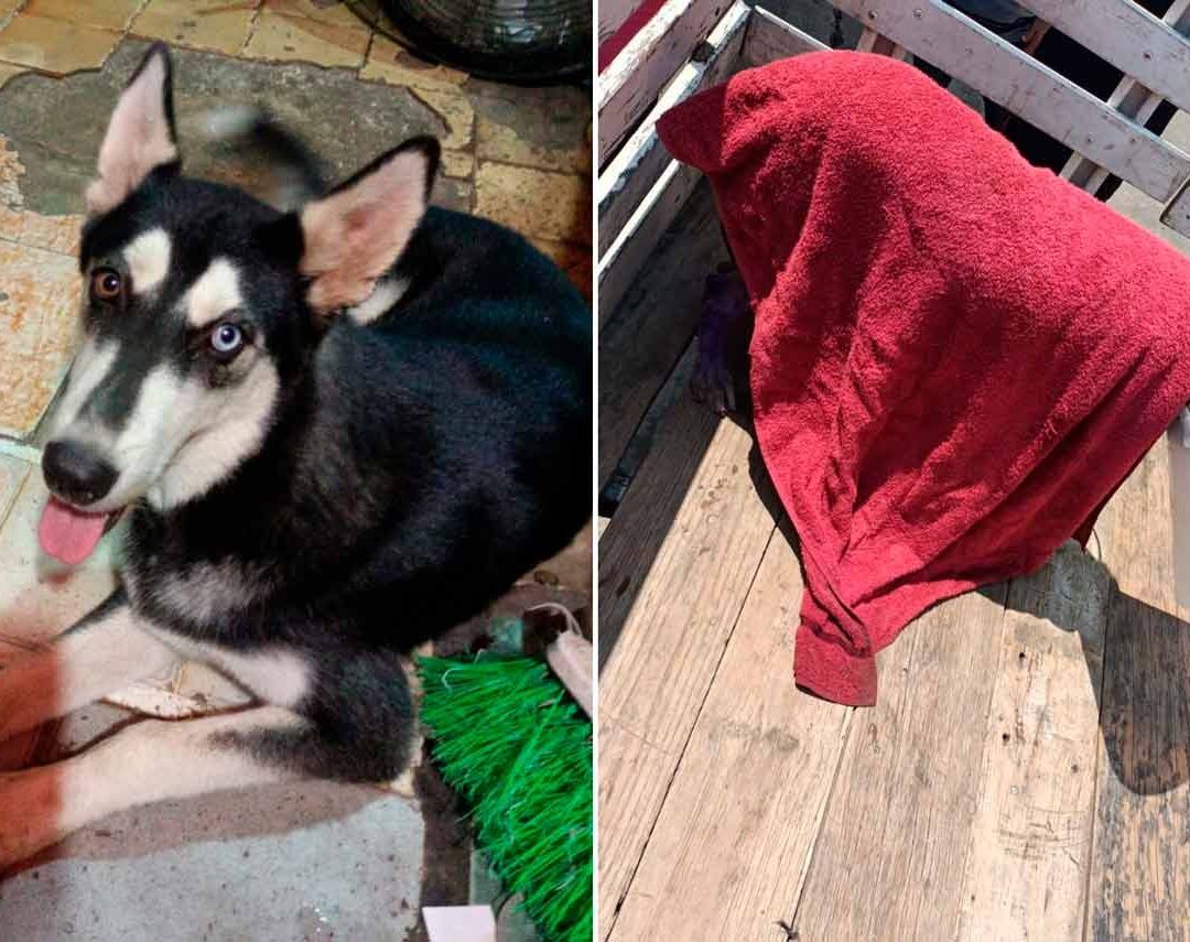 Queman con Aceite Hirviendo a Perrito en Zihuatanejo