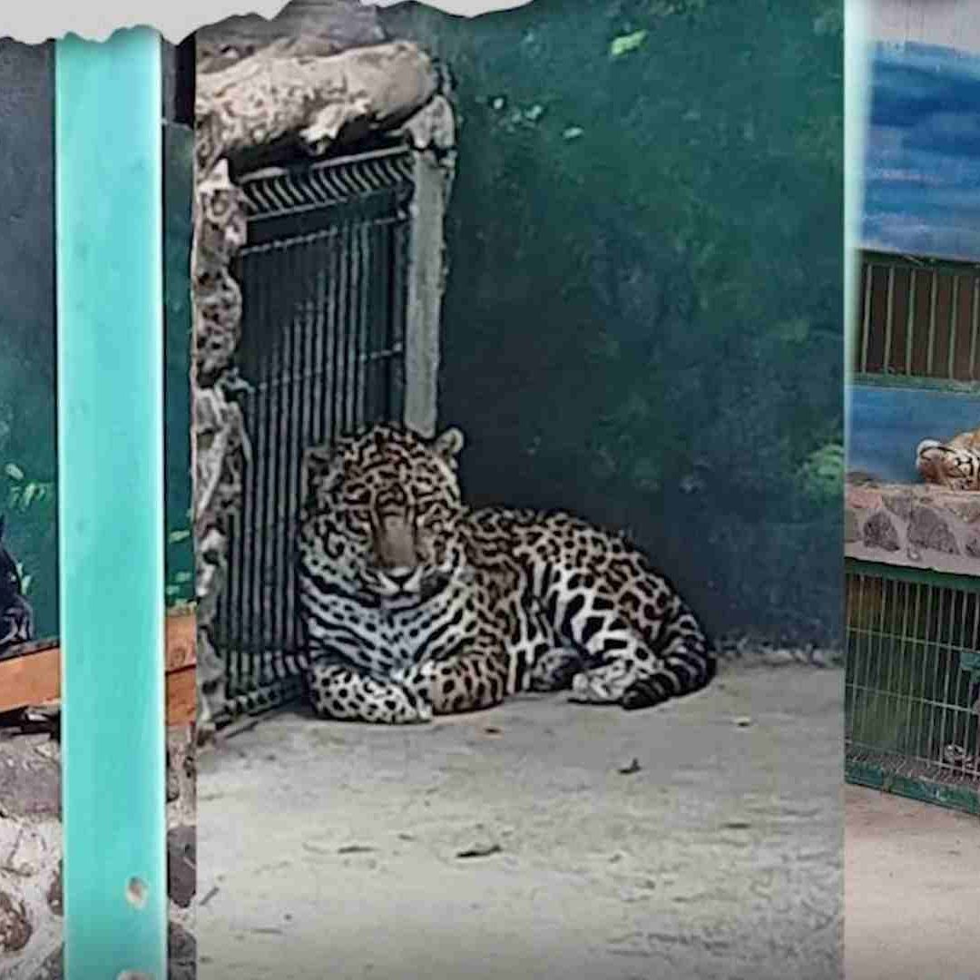 Aseguran Armas y Fauna Exótica en Querétaro