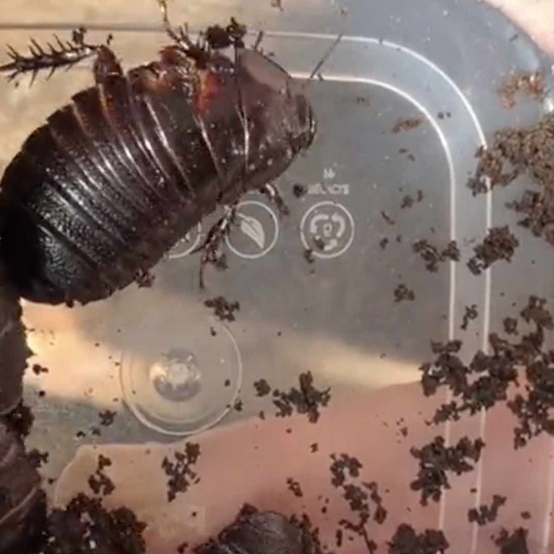 Se conocen más de 4 mil 500 especies de cucarachas en cerca de 500 géneros