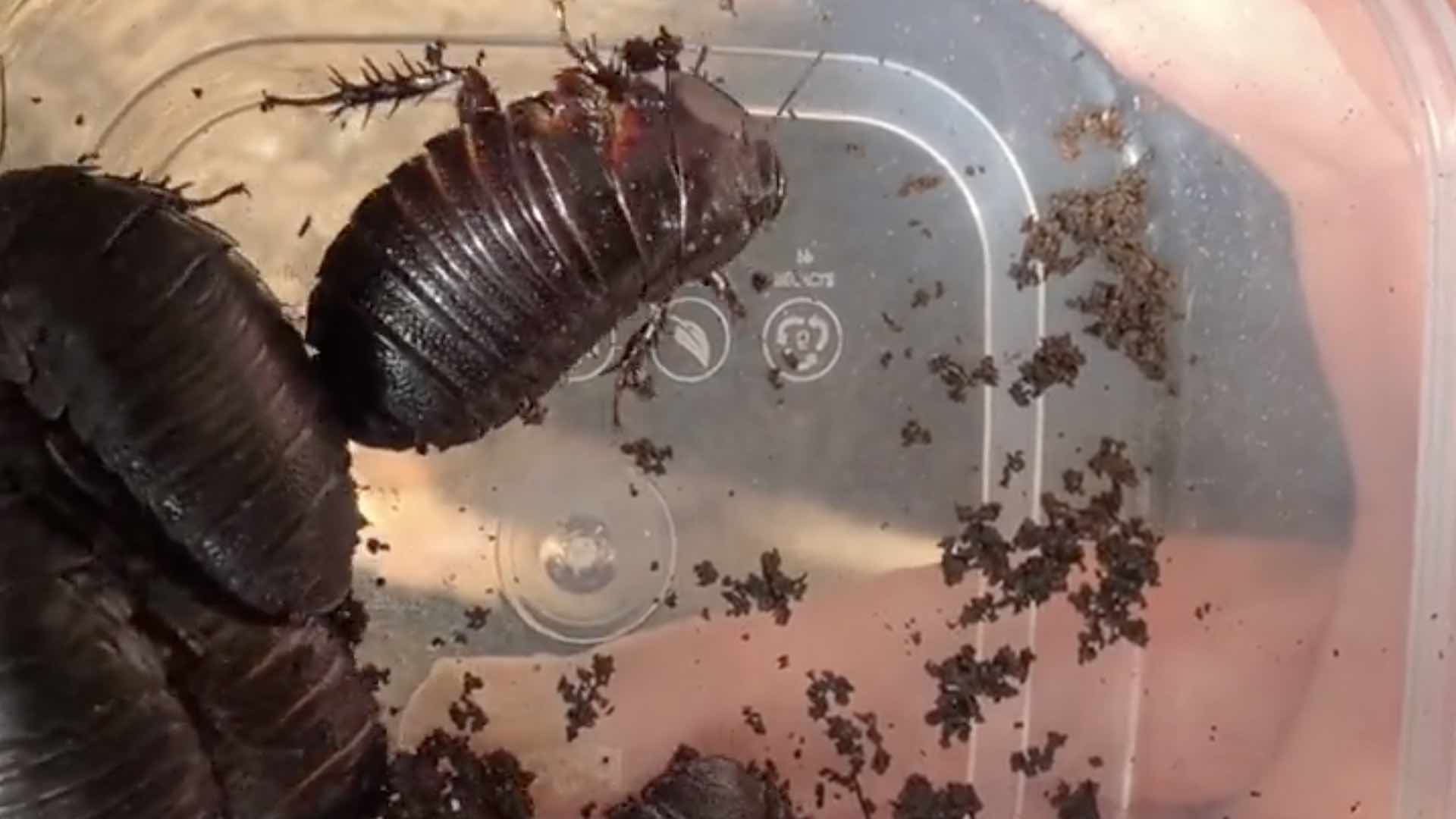 Se conocen más de 4 mil 500 especies de cucarachas en cerca de 500 géneros