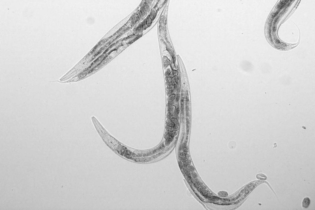 Ejemplares de gusanos Caenorhabditis elegans bajo el microscopio