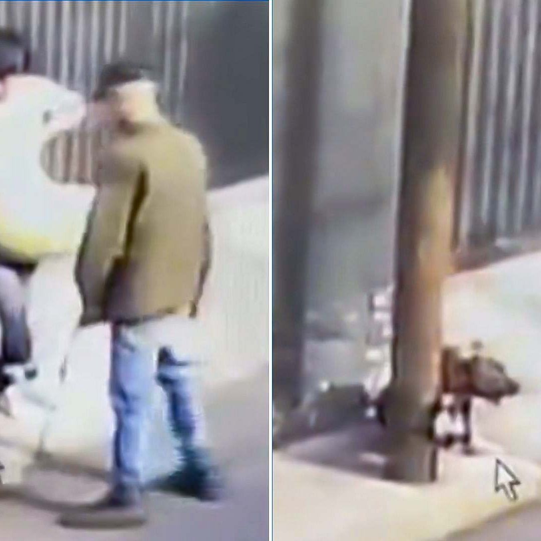 Video: Pareja Amarra a Perrito a Poste y lo Abandona en Tlalpan