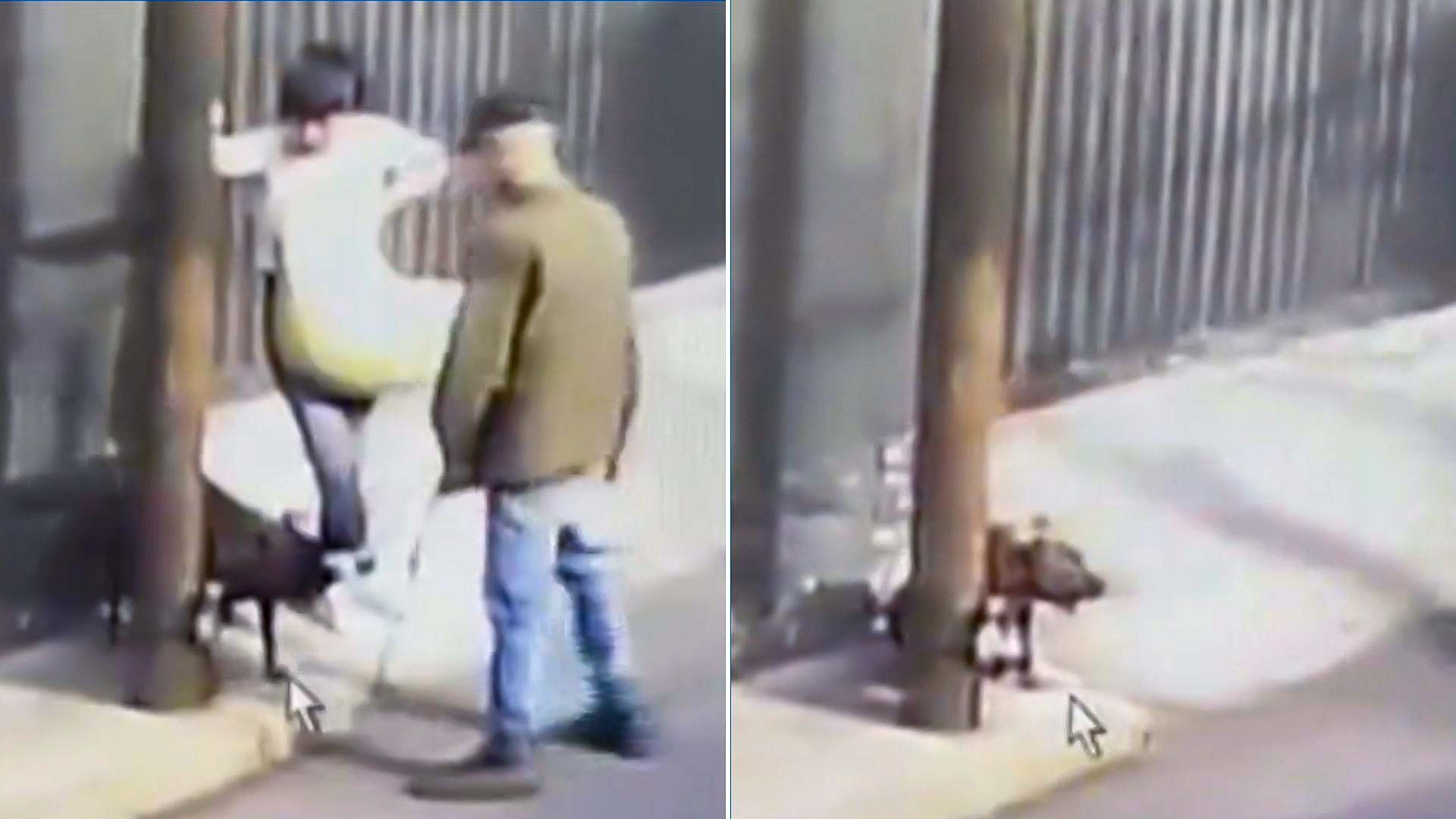 Video: Pareja Amarra a Perrito a Poste y lo Abandona en Tlalpan