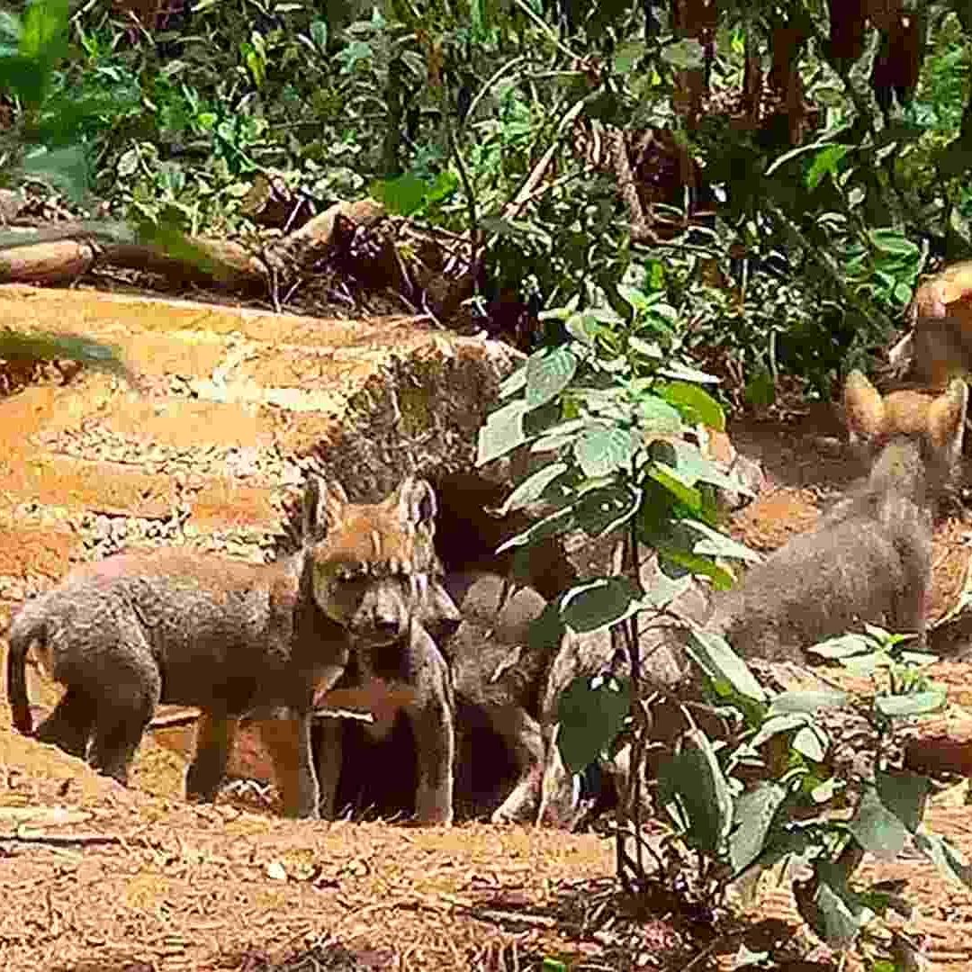 Los siete lobitos nacieron en abril pasado y se encuentran bajo supervisión veterinaria.
