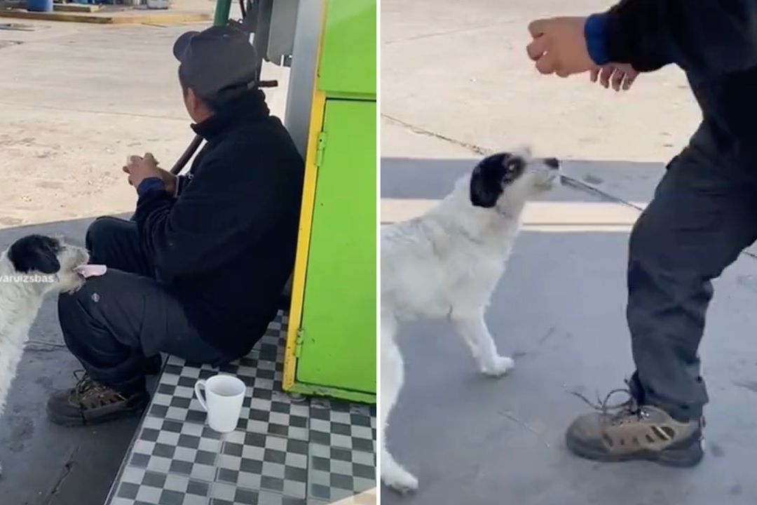 Este adorable perrito robó el desayuno de un trabajador