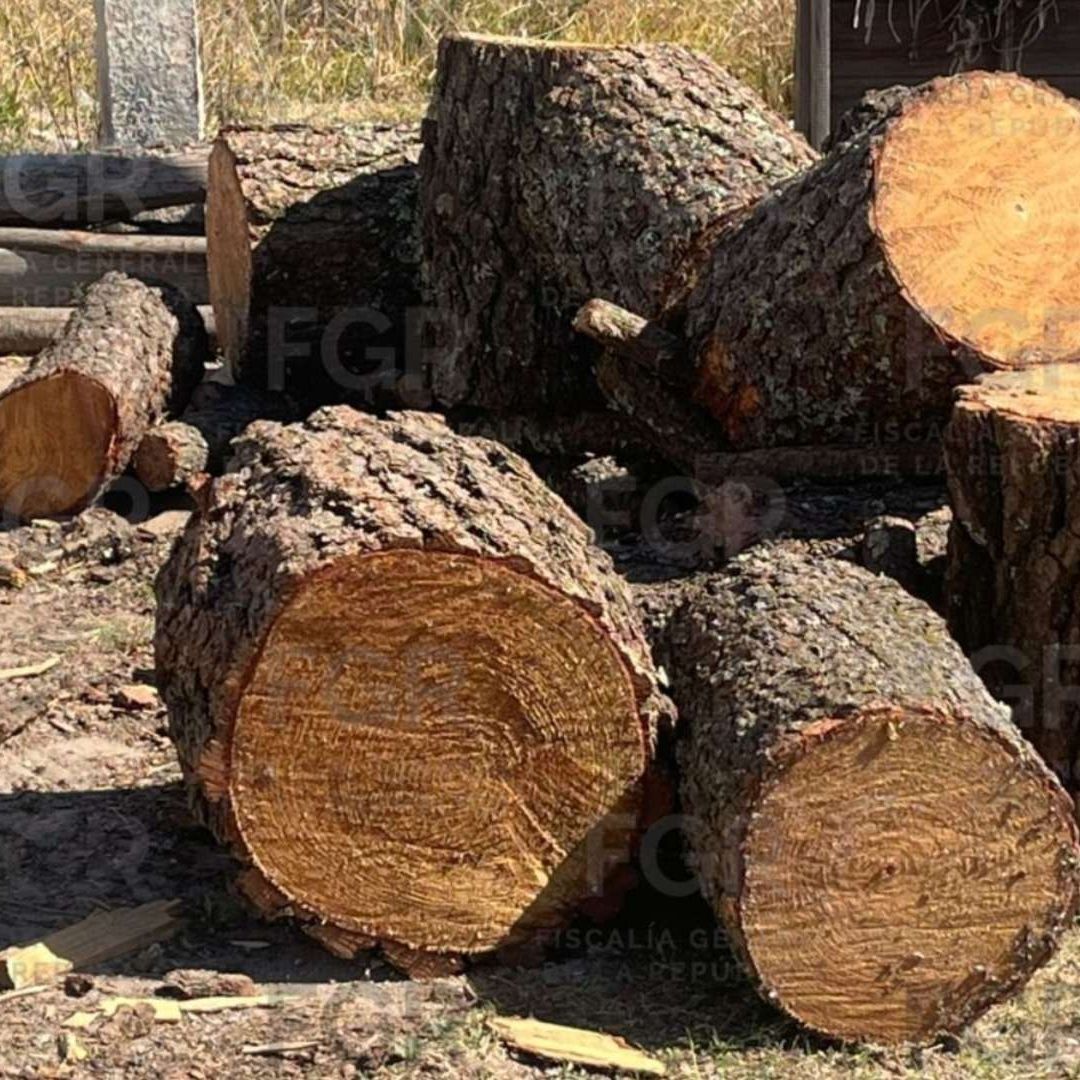 Asegurada una Tonelada Madera Ilegal San Pablo del Monte Tlaxcala