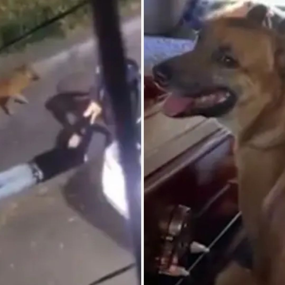 Muere Envenenado ‘Cabo”, Perro que Defendió a Erick Omar, Joven Hallado Muerto tras Detención
