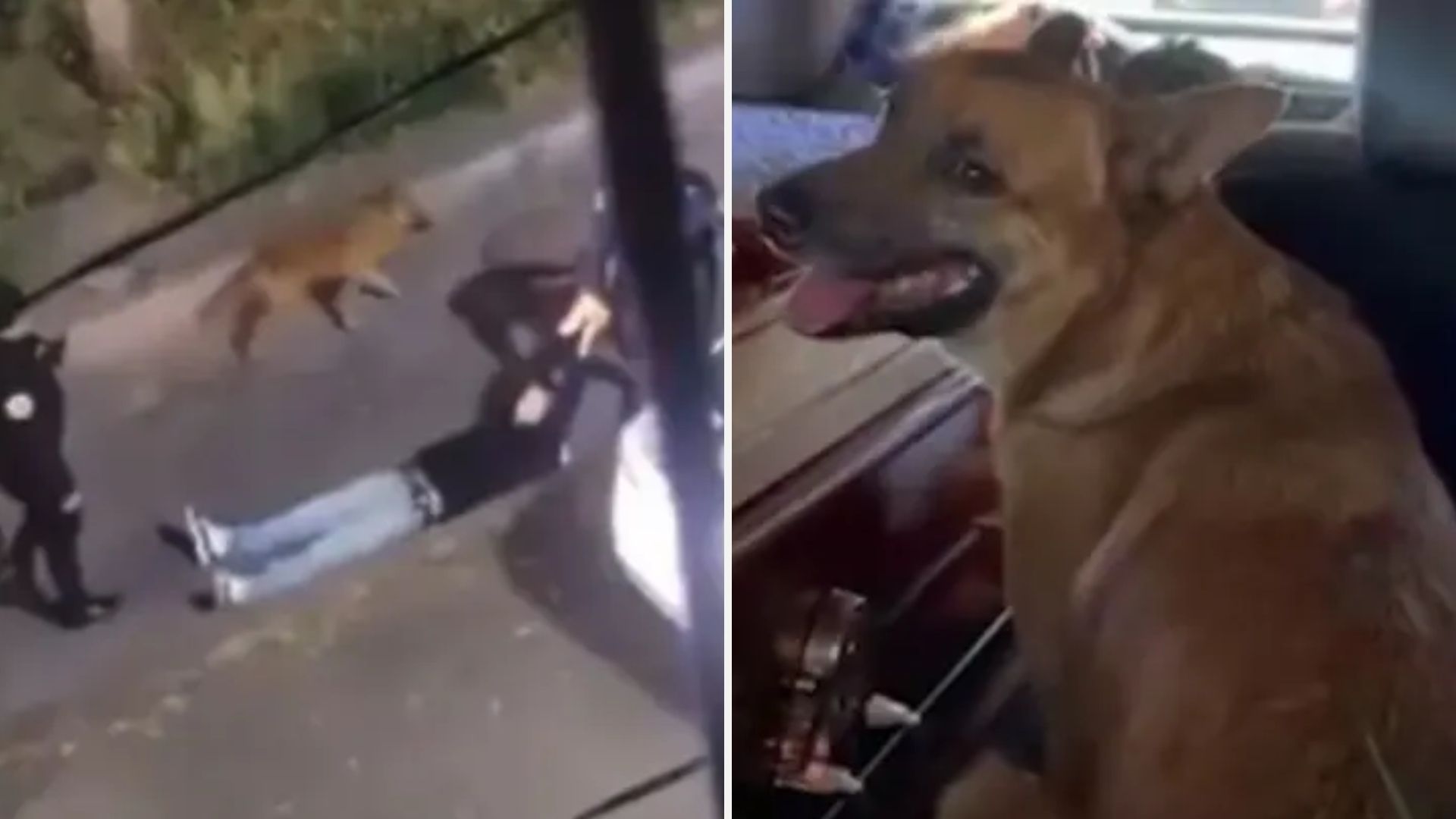 Muere Envenenado ‘Cabo”, Perro que Defendió a Erick Omar, Joven Hallado Muerto tras Detención