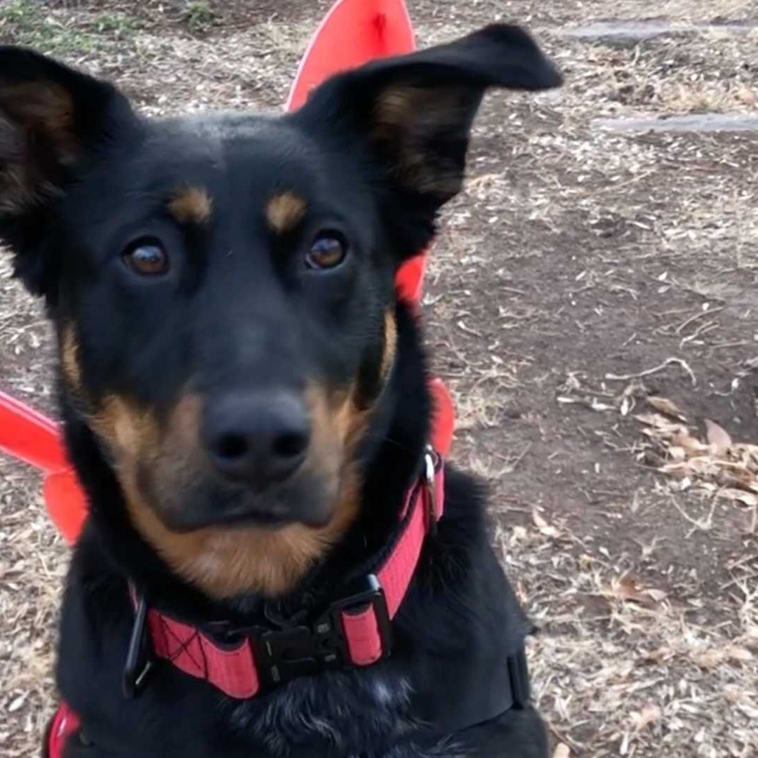 Violeta, perrita de terapia en hospitales de Chihuahua