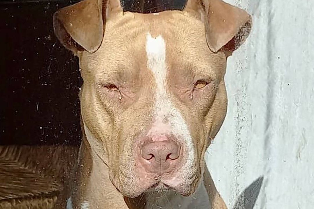¡Justicia! Sujeto Droga y Abusa de Perrita Pitbull en Veracruz