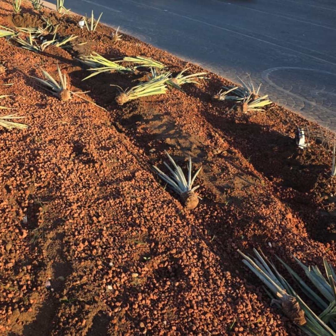 Más de 30 agaves terminaron destruidos tras el choque.