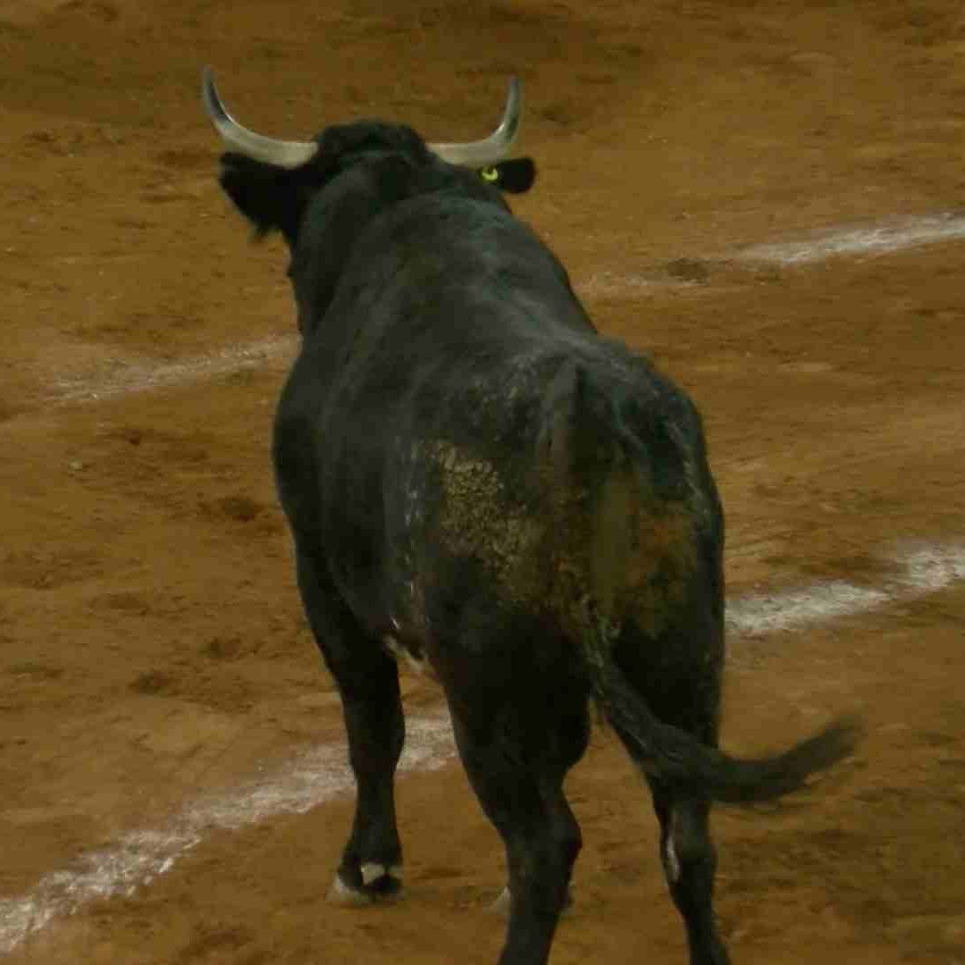 Persona Grave tras ser Embestida por un Toro en Querétaro