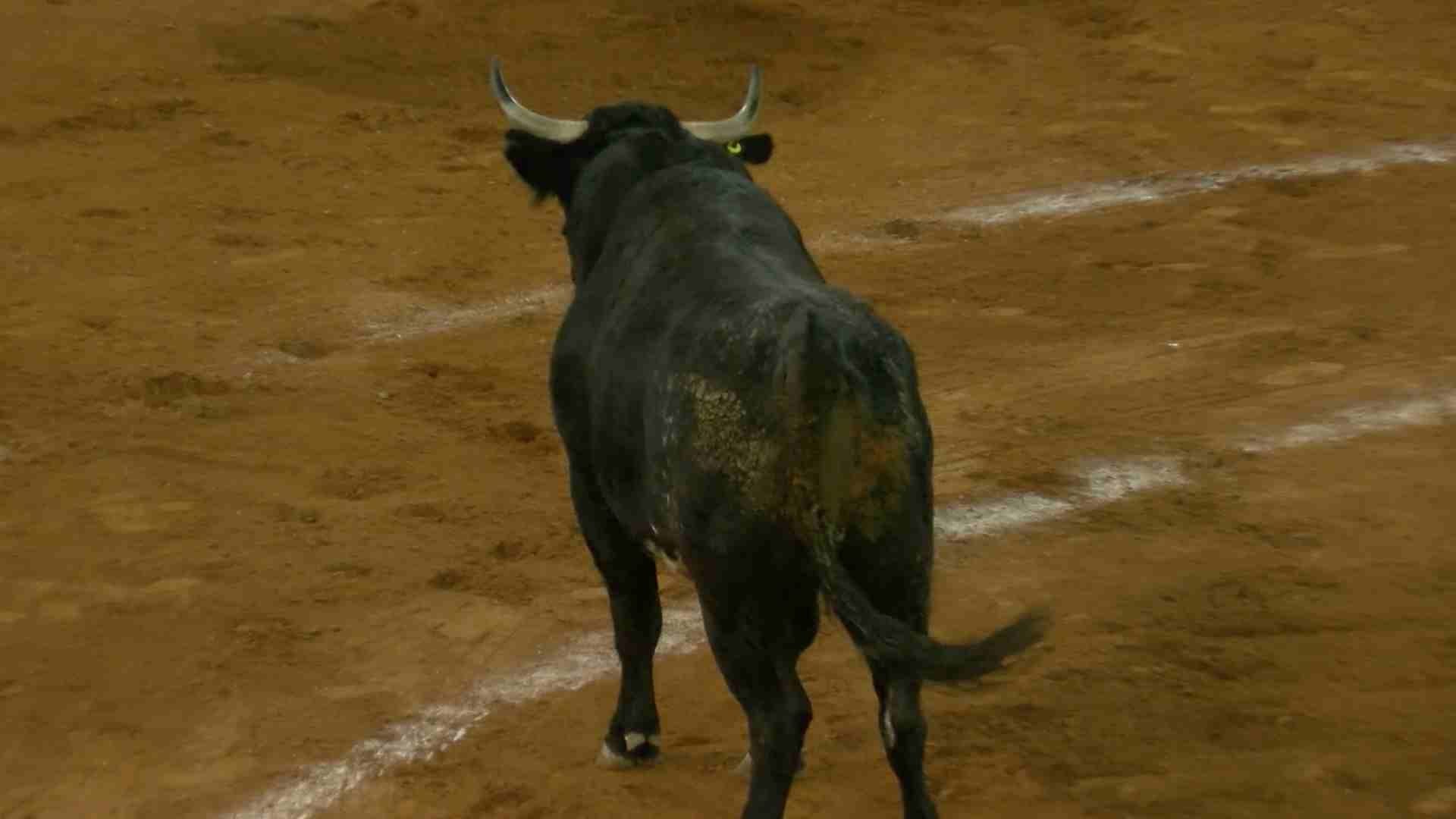 Persona Grave tras ser Embestida por un Toro en Querétaro