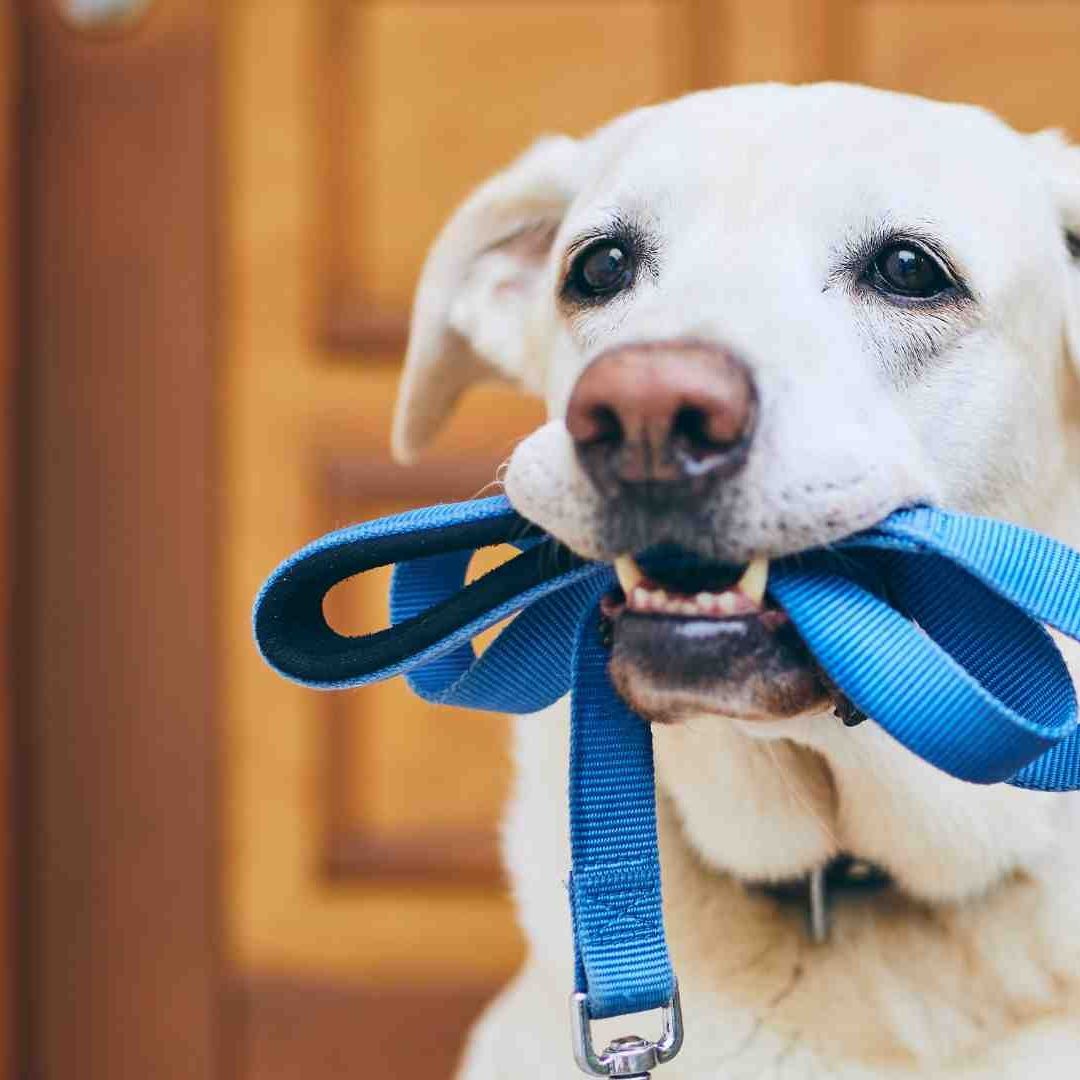 Sanciones por Traer a tu Perro sin Correa