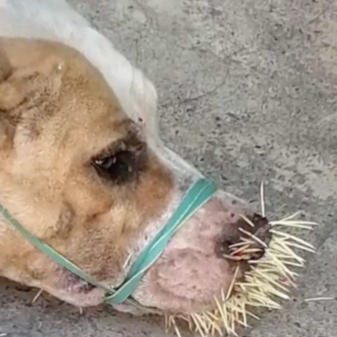 Perrito con espinas en hocico por ataque de puercoespín