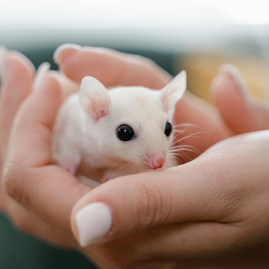 Ratón de laboratorio