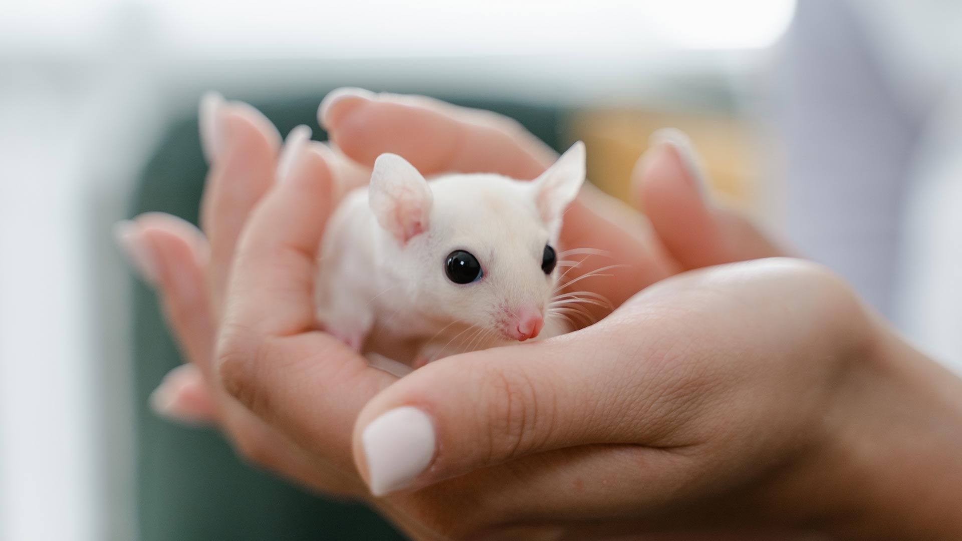 Ratón de laboratorio