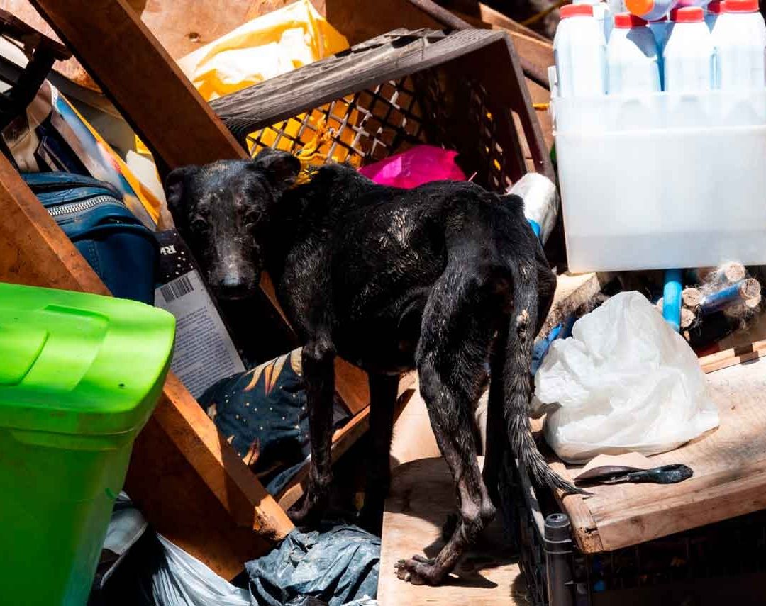 Perro en condiciones de hacinamiento