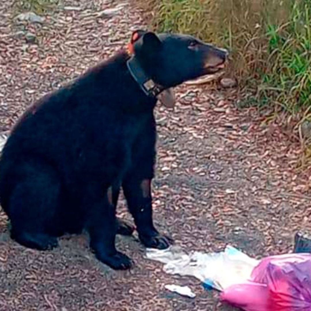 Acusan que Collares de Monitoreo Asfixian a Osos en Monterrey; Autoridades Explican Qué Pasa.