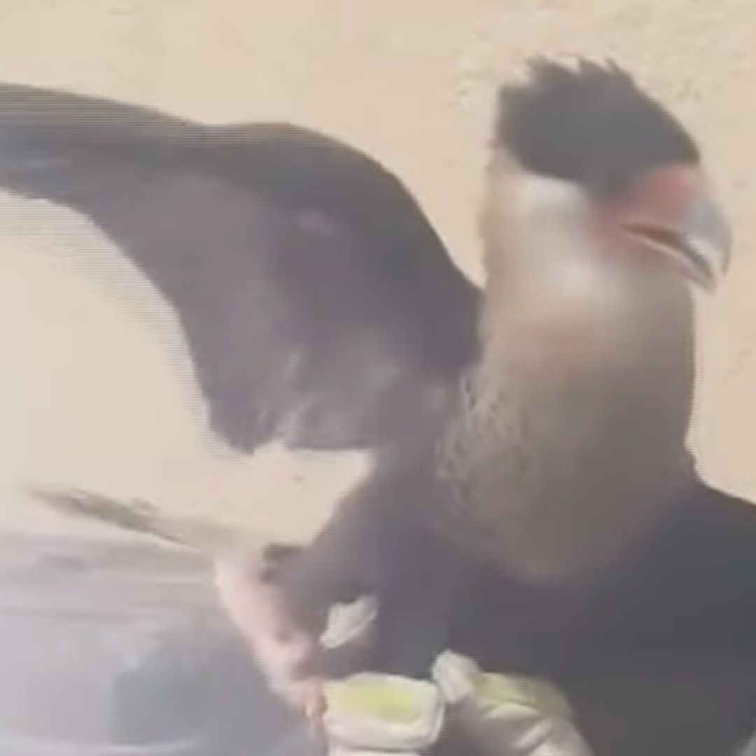 Ave Caracara Norteño