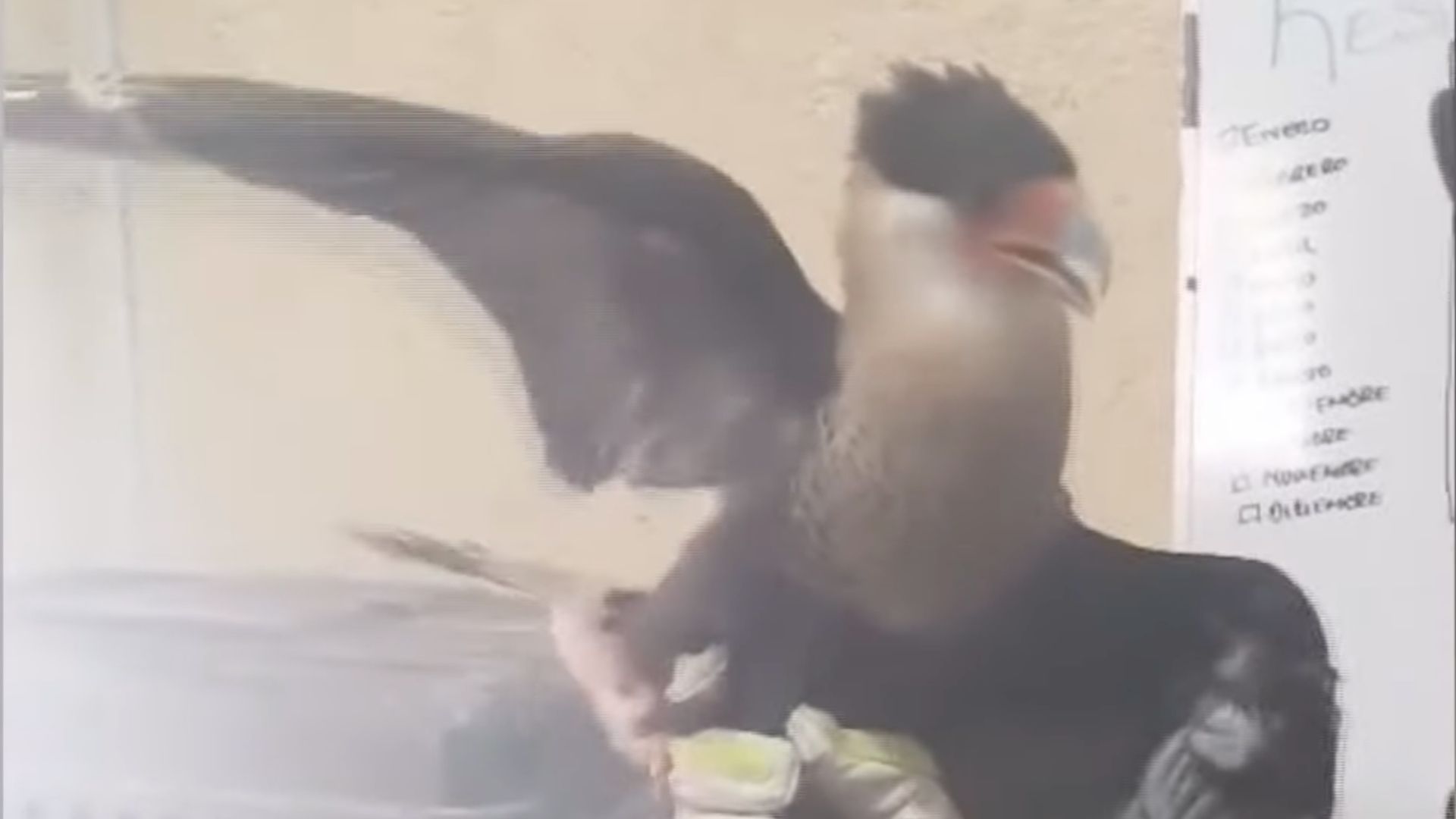 Ave Caracara Norteño