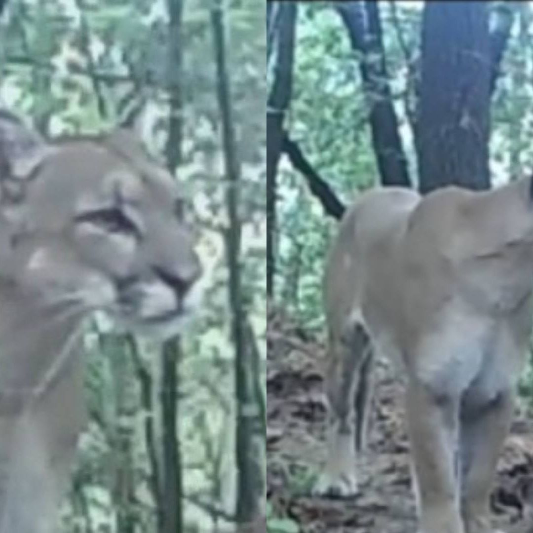 Puma captado en cámaras en Chipinque