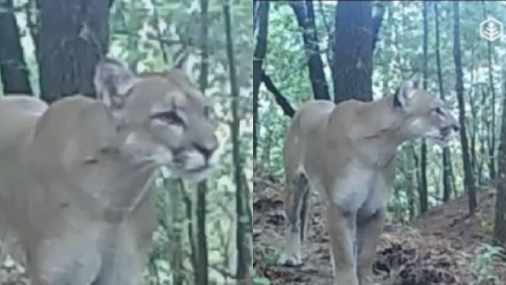 Puma captado en cámaras en Chipinque