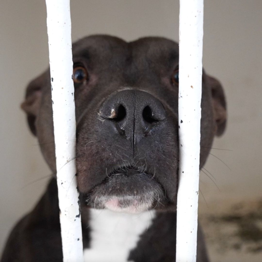Perro involucrado en la muerte de menor presuntamente sufría maltrato animal