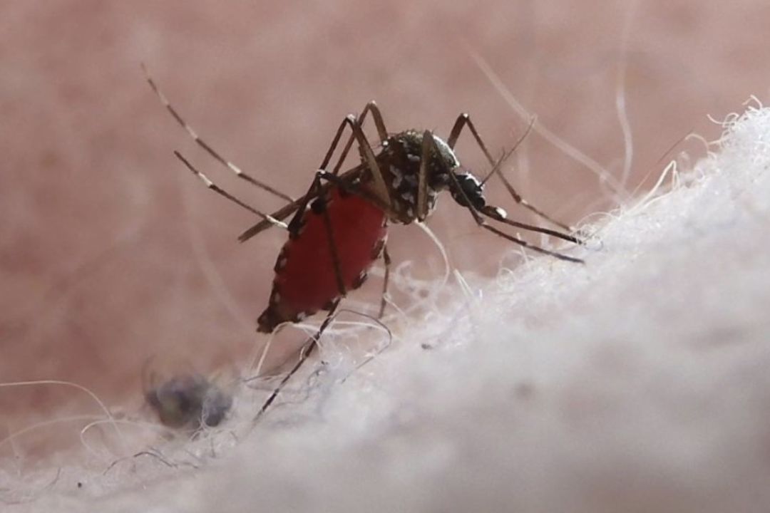 El virus chikungunya se transmite al ser humano a través de mosquitos de tipo Aedes