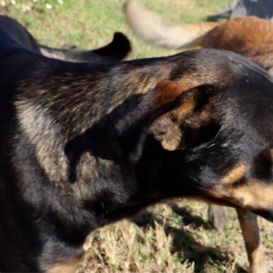Ayudan al rescate de un perro en Zapopan