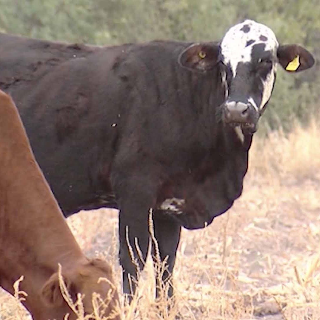 Detectan 13 Casos de Gusano Barrenador en Tamaulipas; Estos son los Municipios Afectados