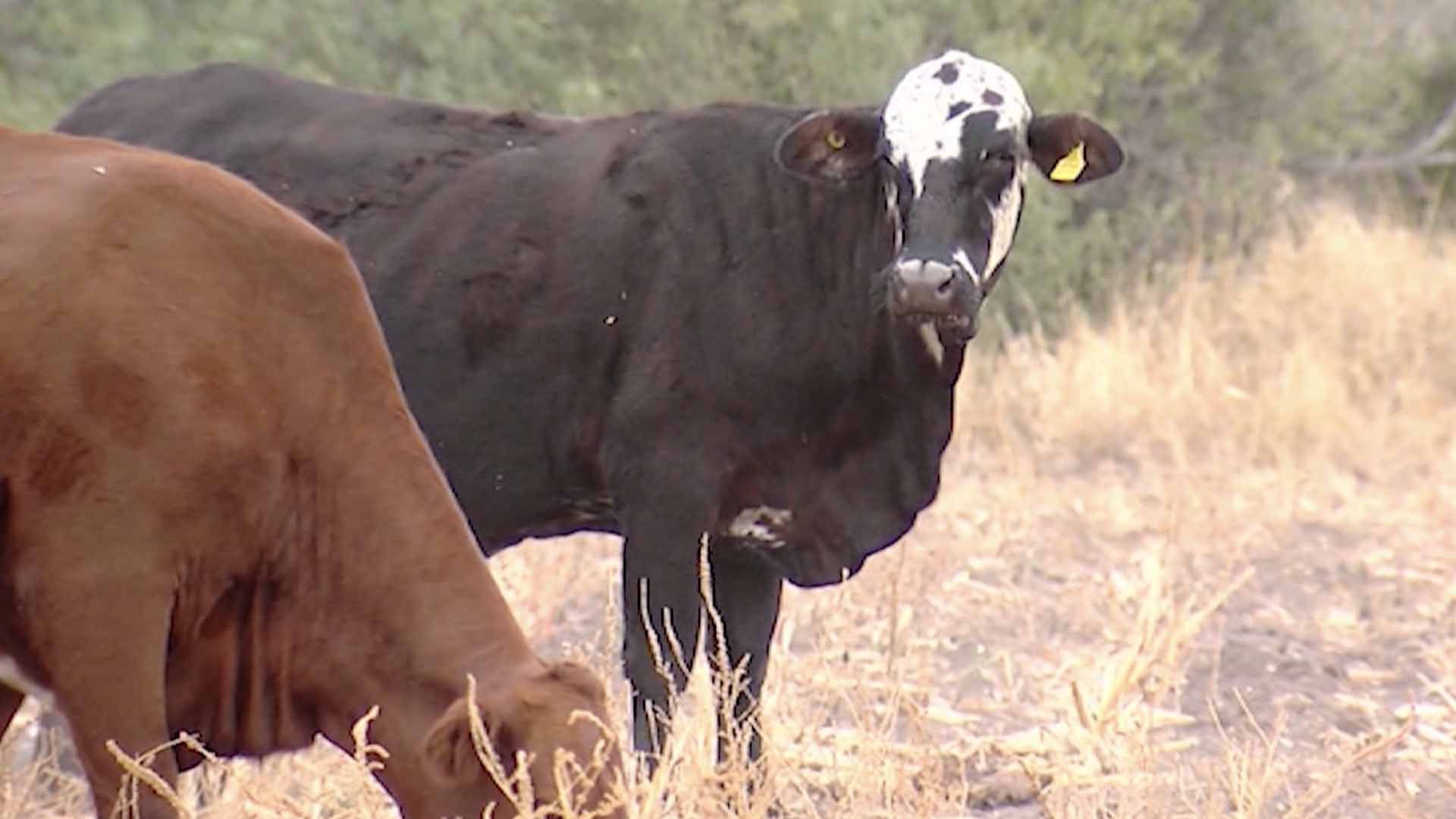 Detectan 13 Casos de Gusano Barrenador en Tamaulipas; Estos son los Municipios Afectados