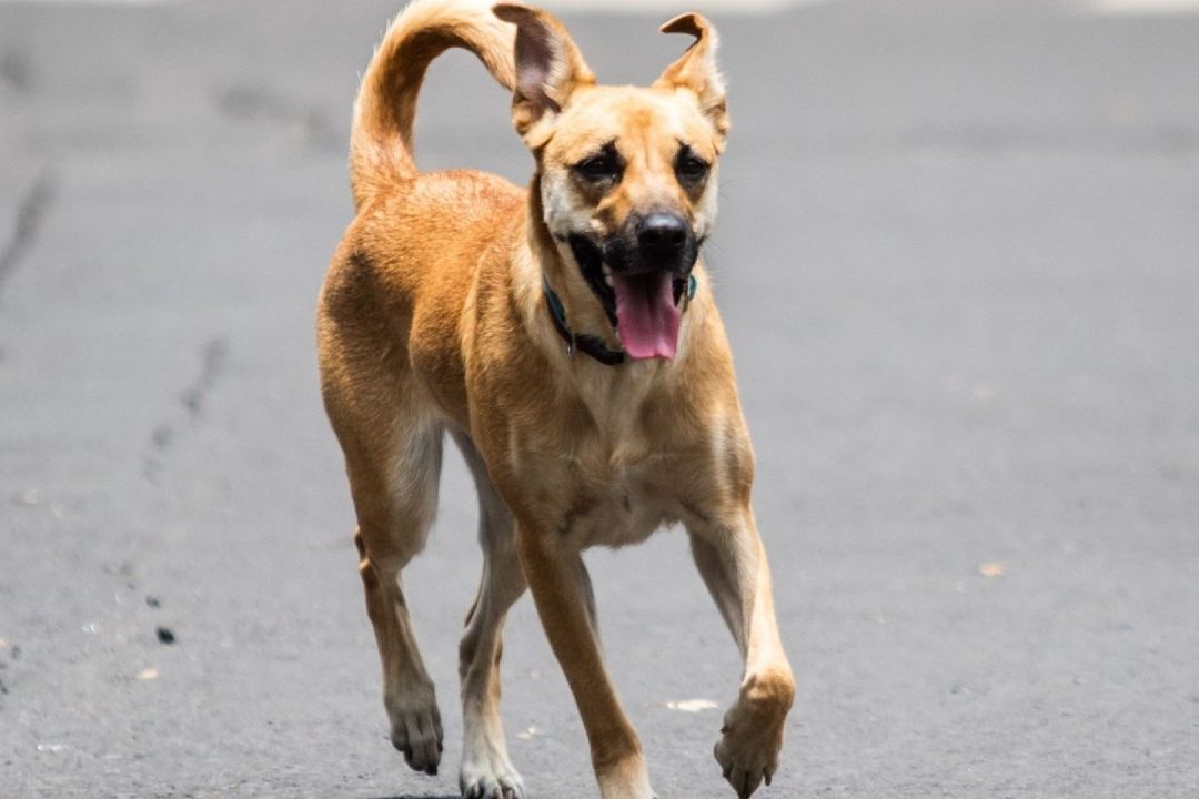 Los perros gatos y en general todas las mascotas también deben protegerse del calor