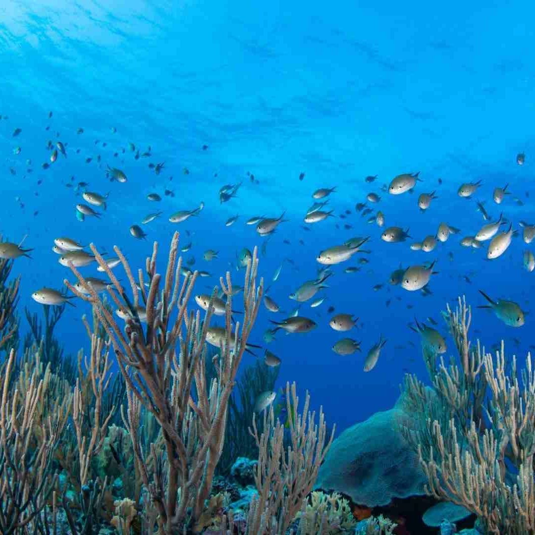 Arrecifes de Bajos del Norte en Yucatán