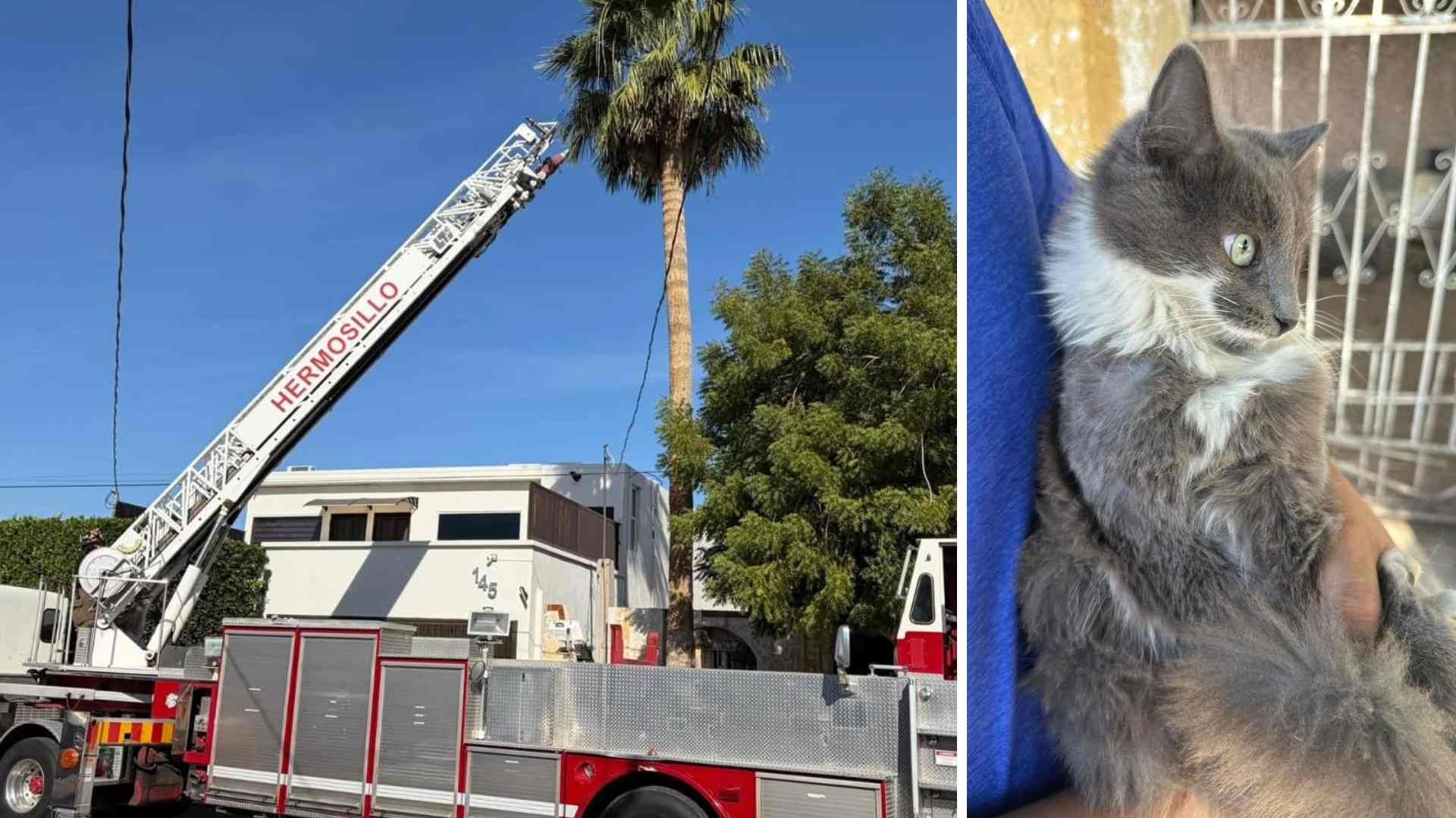 Gato Atrapado en Palmera es Rescatado por Elementos de Bomberos de Hermosillo