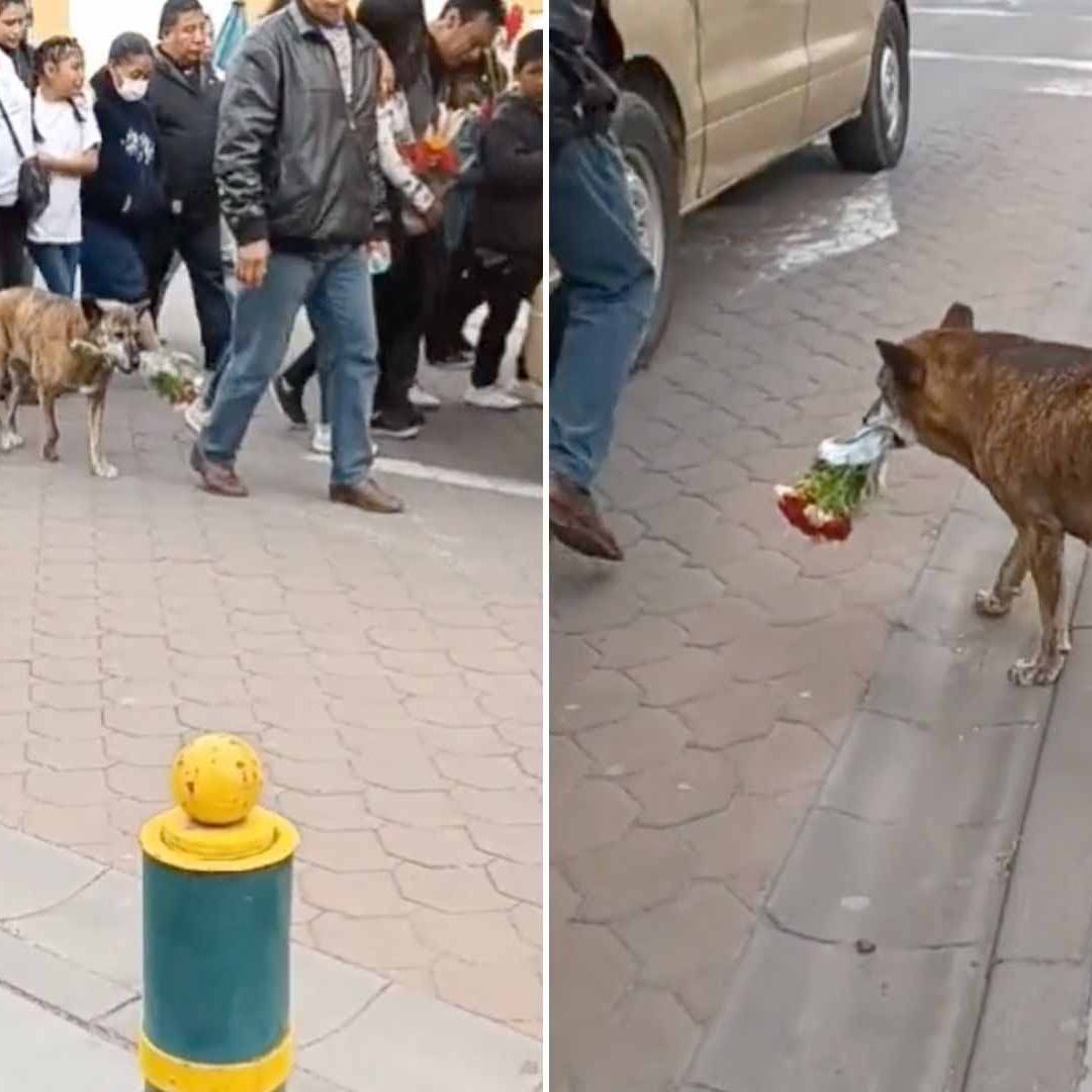 Video: Perrita Carga Flores Durante Funeral