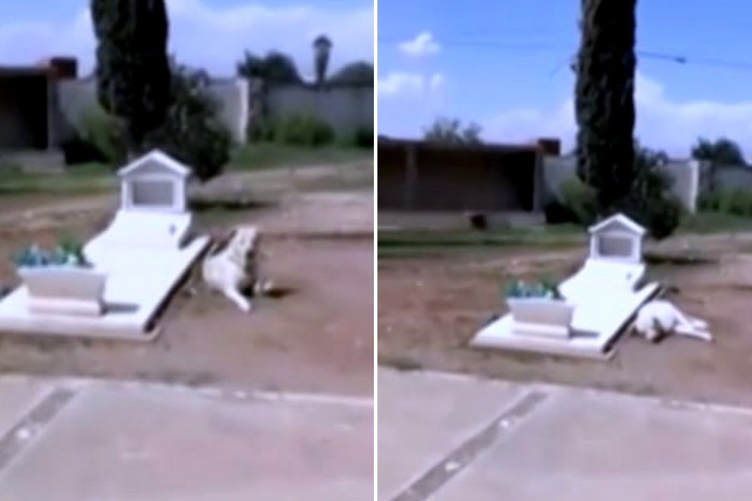 Video: Perrito Duerme Junto a la Tumba de su Dueño en Panteón de Coahuila y se Hace Viral