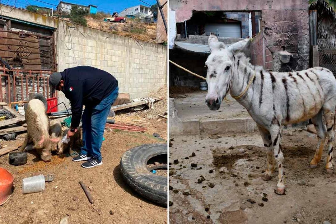 Tijuana: Ayuntamiento Integra Colegio de Veterinarios a Combartir el Maltrato Animal
